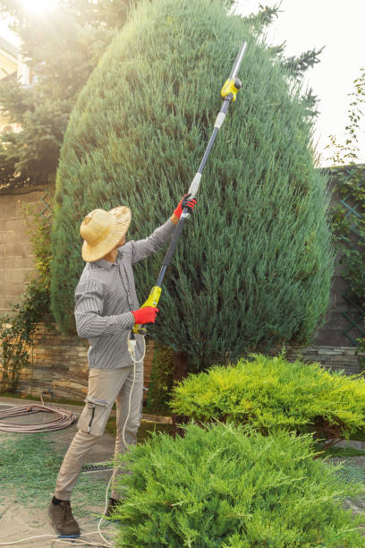 Professional Tree Removal and Landscaping Services in Bermuda Dunes, CA